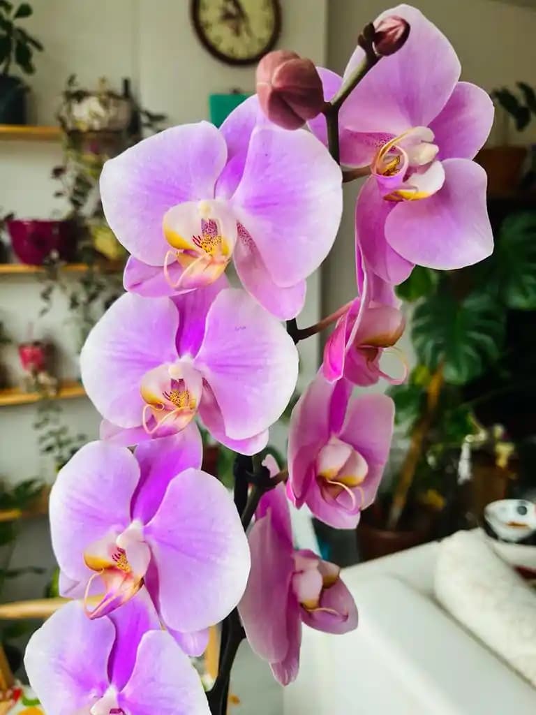 Orkid Hijyenik Ped Çeşitleri ve Seçim Rehberi Kadınlar İçin Güvenilir Hijyen Ürünleri