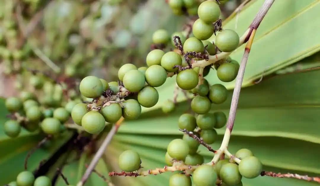 Saw Palmetto Meyvesi: Kozmetik ve Sağlık Alanında Kullanım Faydaları ve Bilinen Etkileri