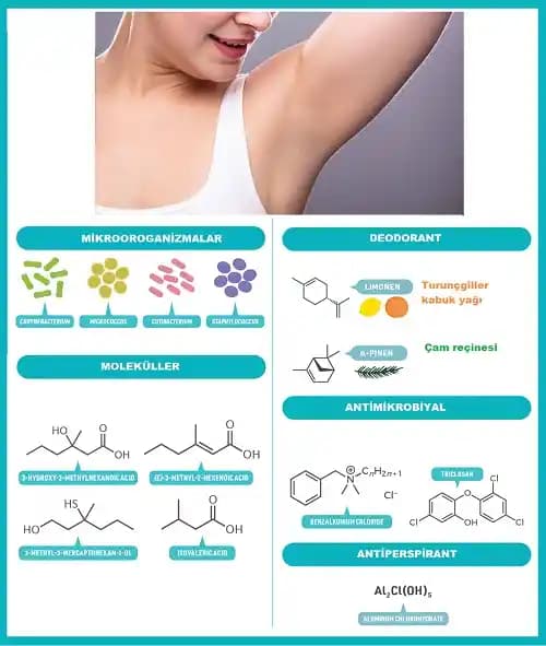 Koltuk Altı Kötü Kokusu: Nedenleri, Etkileri ve Etkili Çözüm Yöntemleri