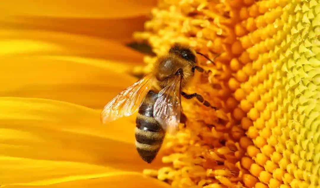 Arı Zehri ile Doğal Cilt Güzelliği: Bilimsel Temelli Yaklaşımlar ve Faydaları
