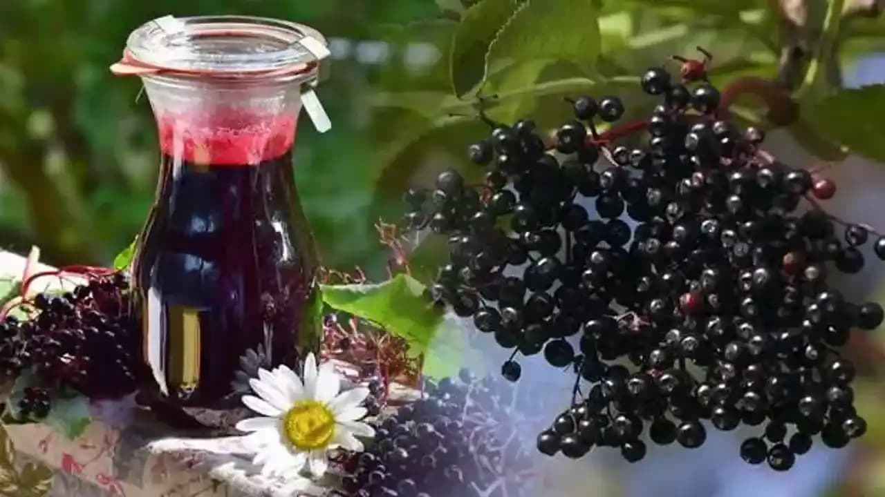 Doğal Kara Murver Şurubu ve Kozmetik Faydaları: Bilimsel Temeller ve Kullanım Önerileri