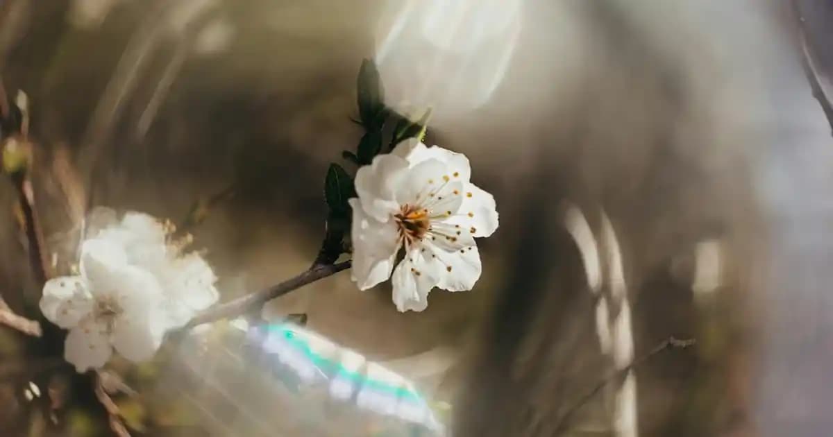 Gri Saç Açıcı ve Oksidanlar: Saç Renk Düzenlemede Temel Araçlar ve Kullanım İpuçları