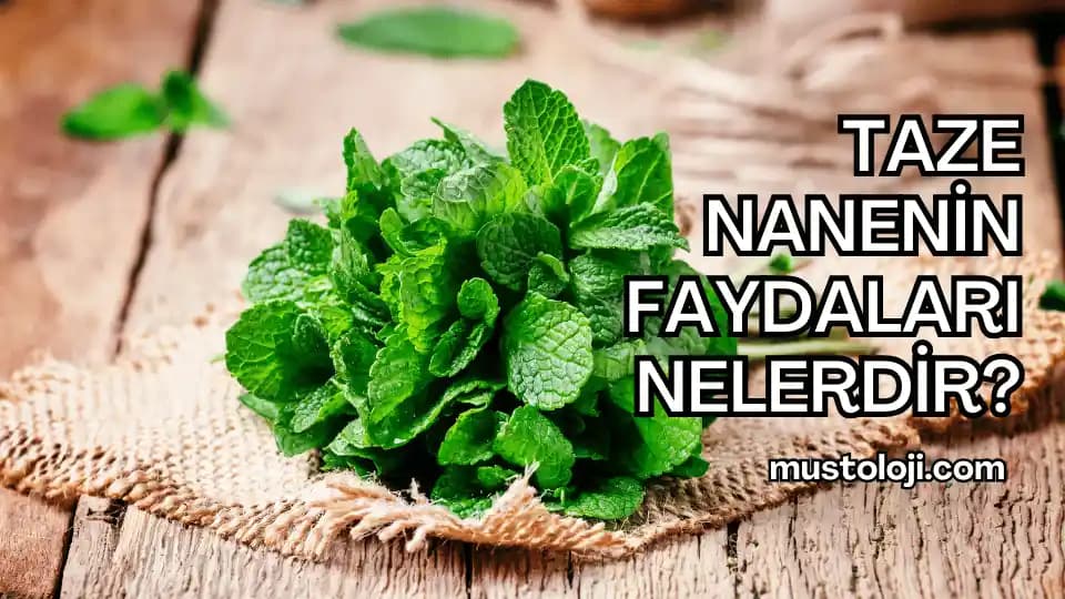 Güzellikte Taze Nane Faydaları: Doğal Cilt ve Saç Bakımında Kullanım İpuçları