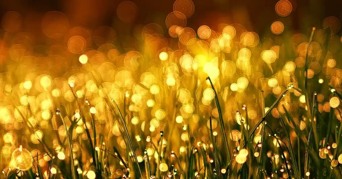 Kozmetik ve Kişisel Bakımda Floral Dreams Teması Doğal ve Çiçeksi Dokunuşlar