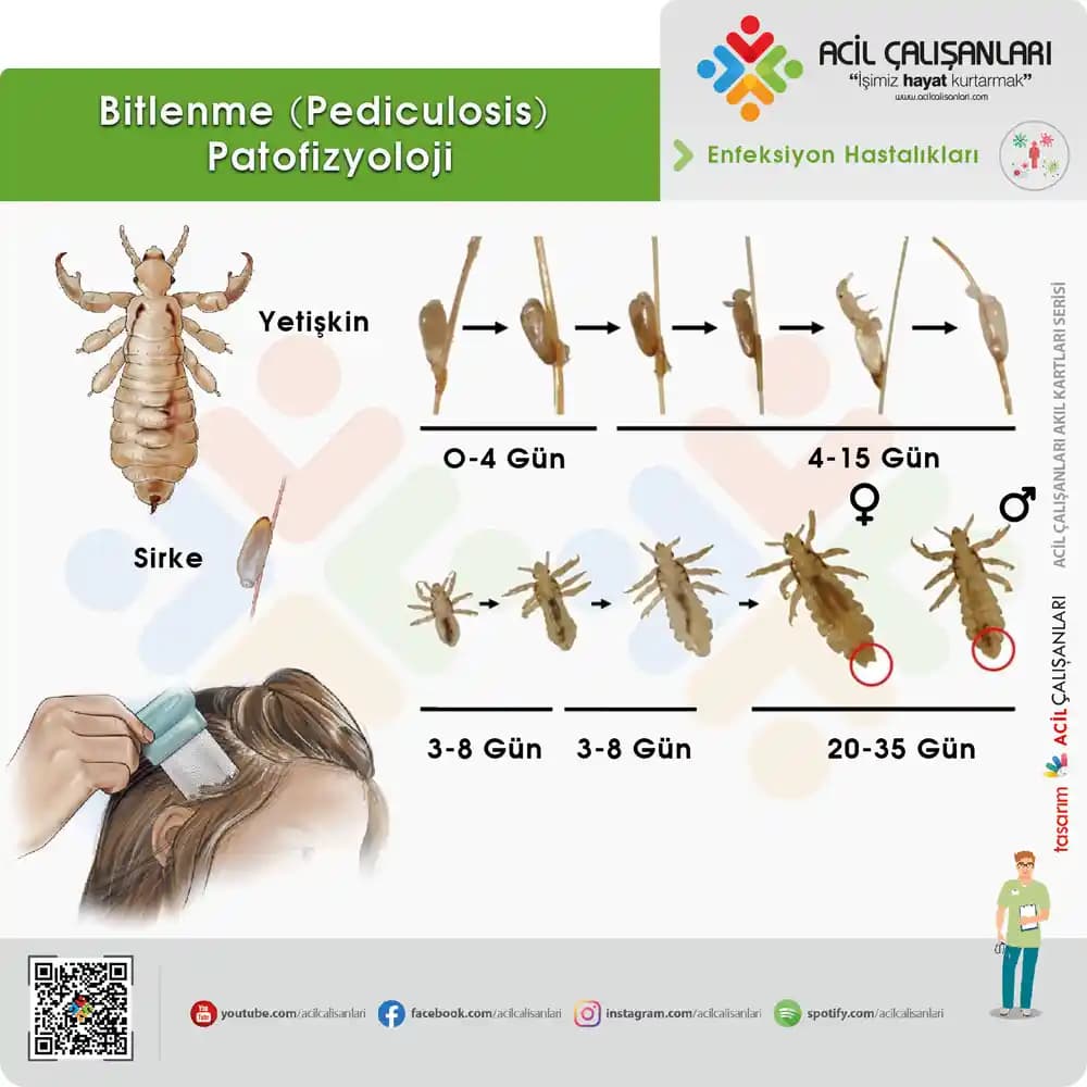 Saç Boyama ve Bitlenme Arasındaki Bağlantı: Sağlıklı Saçlar İçin Bilinmesi Gerekenler