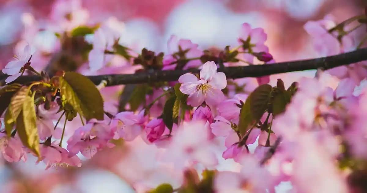 Agarta Argan Yağı: Doğal ve Organik İçeriğiyle Güzellik ve Bakımda Güvenilir Tercih