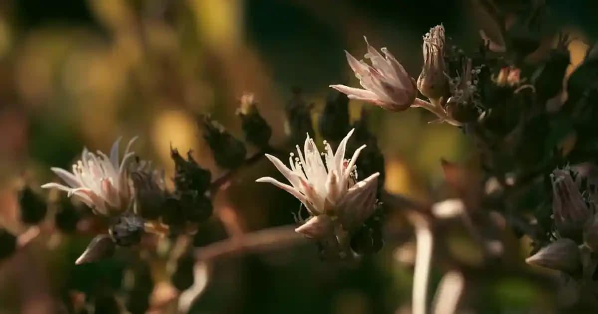 Aloe Vera ve Güneş Yanığı: Doğal Çözümler ve Kullanım İpuçları
