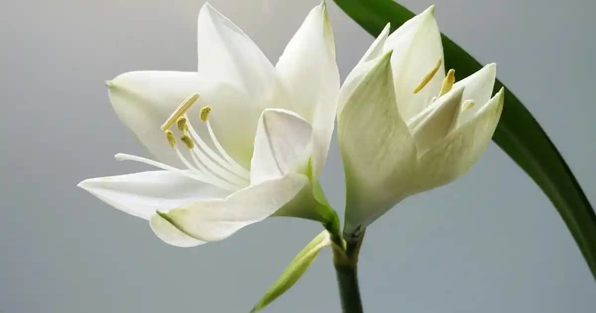 Aloe Vera ve Sivilce: Doğal Çözümler ve Gerçekler Hakkında Bilmeniz Gerekenler