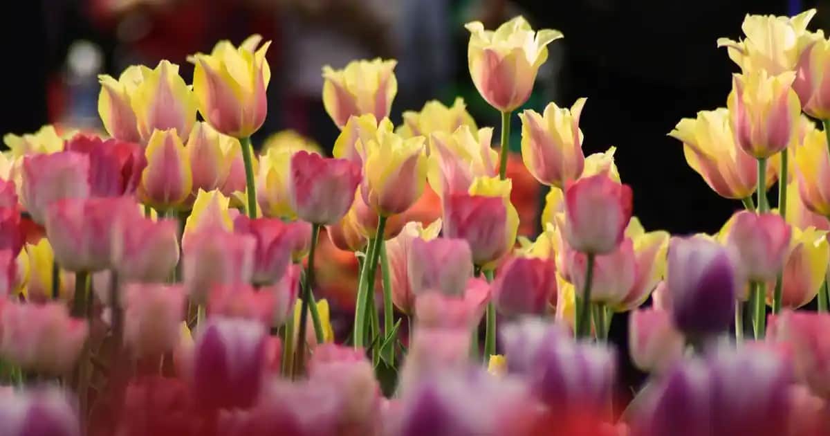 Altın Değerinde Gold Kolajen ile Güzellik ve Sağlıkta Yenilikçi Çözümler