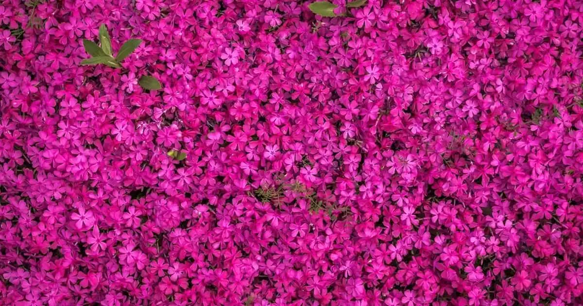 Argan Yağı Nedir? Doğal Güzellik ve Bakımda En Güçlü Kaynak