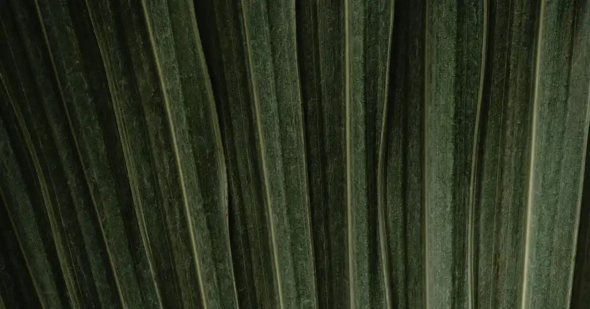 Argan Yağı Şampuanı: Saç Sağlığını Destekleyen Doğal ve Etkili Çözüm