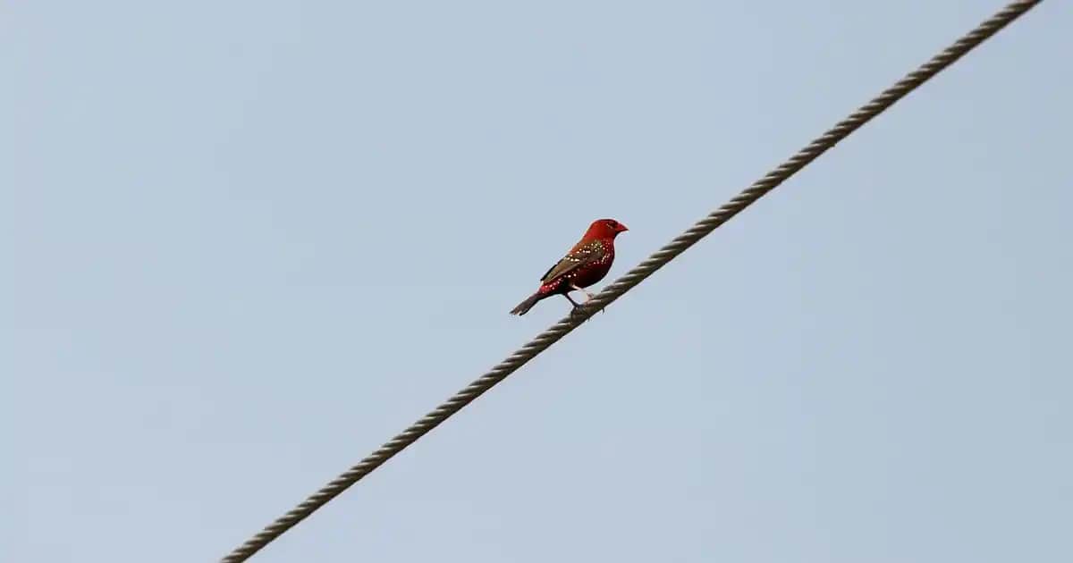 Argan Yağlı Şampuanlar ile Saç Bakımında Yeni Trendler ve Faydaları