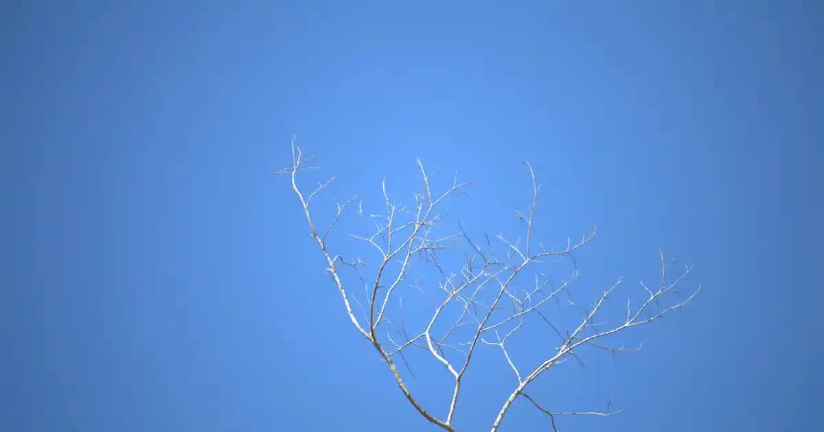 Bebelac Mama Nasıl Hazırlanır: Adım Adım Güvenli Bebek Mama Rehberi