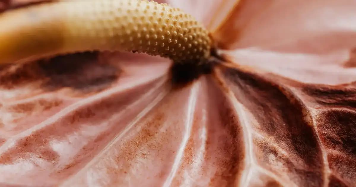 Bentonit Nedir ve Kozmetik ile Sağlık Alanındaki Faydaları Nelerdir