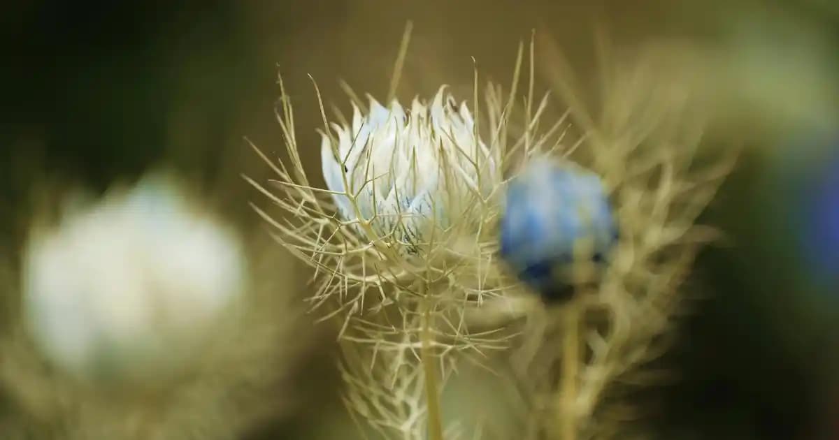 Bioblas Argan Yağı Kullanımı ve En Etkili Uygulama Yöntemleri Hakkında Rehber