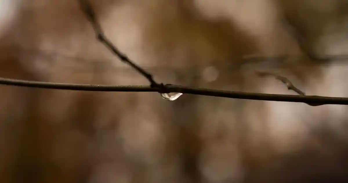 Bionyt Bit Spreyi ve Şampuanı Kullanımı: Etkili ve Güvenilir Bit Tedavi Yöntemleri