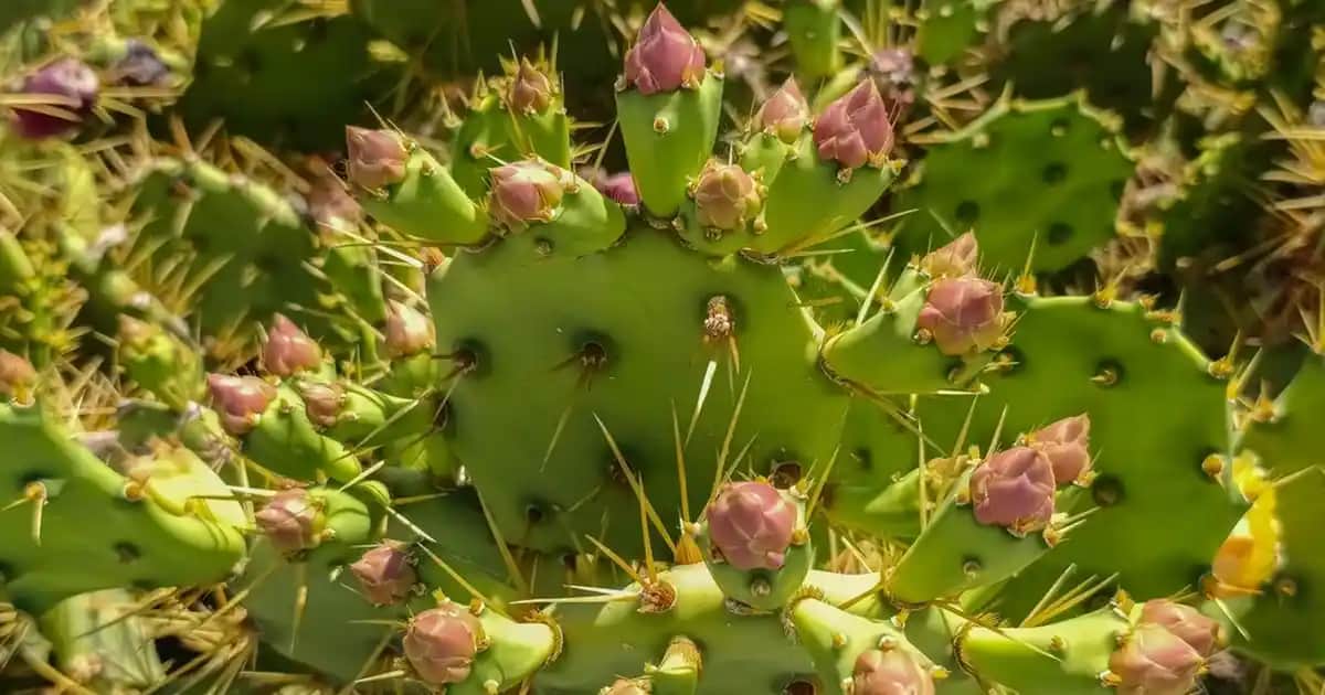 Bromelain Günlük Doz ve Kullanım İpuçları: Doğal Enzimle Sağlıklı Yaşam