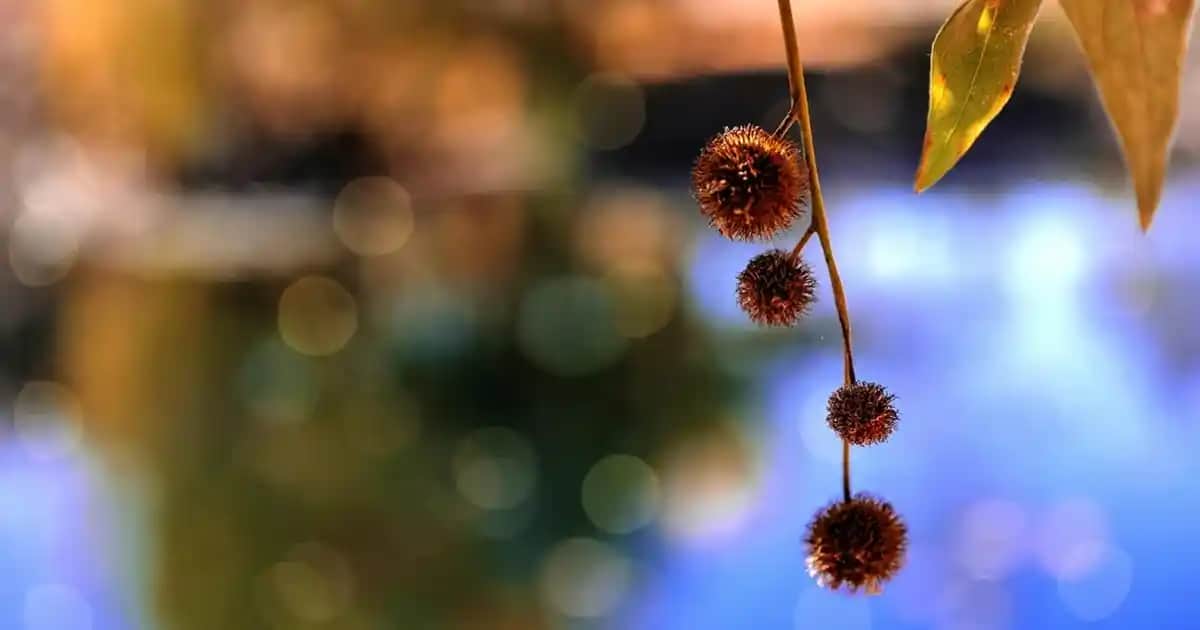 C Vitamini Haplarıyla Güzellik ve Sağlıkta Etkili Destek Sağlama Rehberi