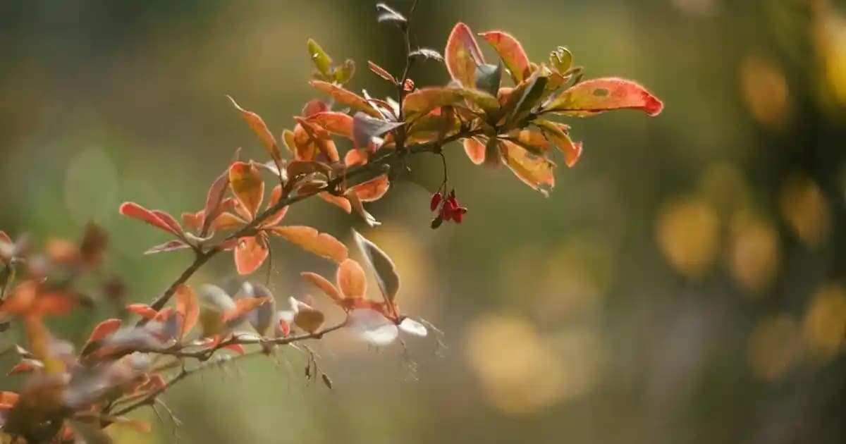 Ca<dı> Fın<dı>ğı nedir ve cilt sağlığına nasıl katkı sağlar? Kozmetik alanında doğal faydaları