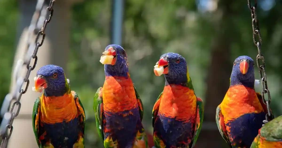 Çay Ağacı Yüz Kremi: Doğal İçeriklerle Cilt Sağlığını Destekleyen Ürün