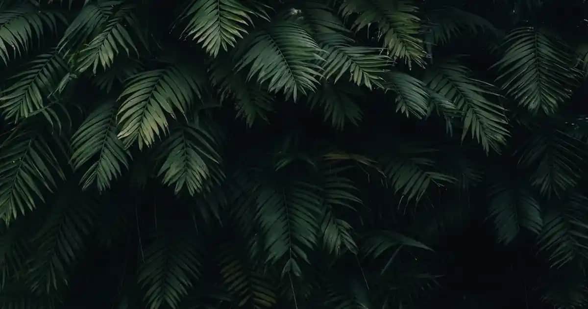 Cica ve Centella Asiatica Nedir? Kozmetikteki Yeri ve Faydaları Hakkında Detaylı Bilgi