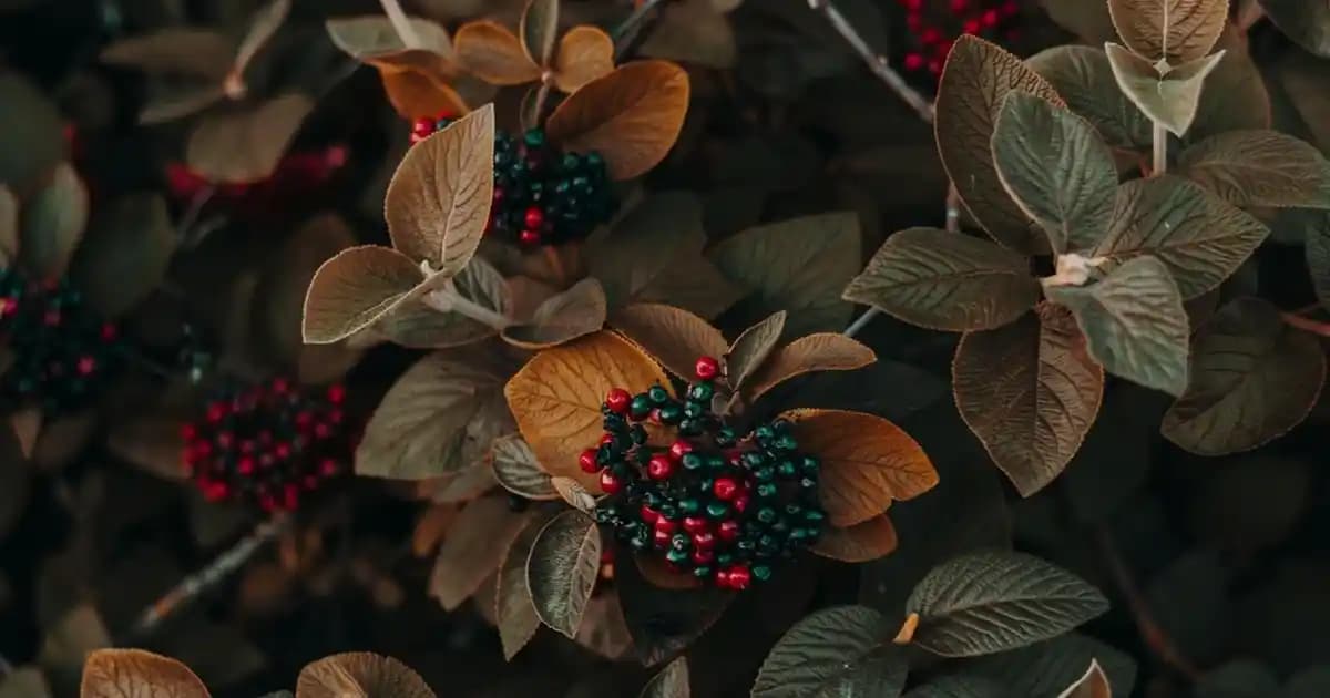 Cildi Rahatlatan ve Arındıran Soothing Clear Ürünleriyle Sağlıklı Cilt Bakımı