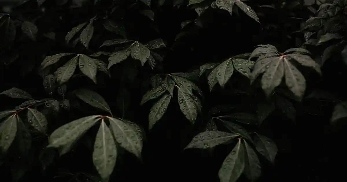 Cildi Sıkılaştıran Doğal Yağlar: Etkili ve Güvenli Cilt Bakım Rehberi