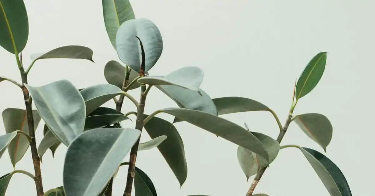 Claderm Aloe Vera Jel ile Doğal ve Güçlü Cilt Bakımı Rehberi