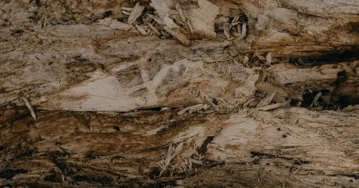 D3 Vitamini Kapsülleri: Kozmetik ve Sağlıkta Yeni Trendler ve Kullanım İpuçları