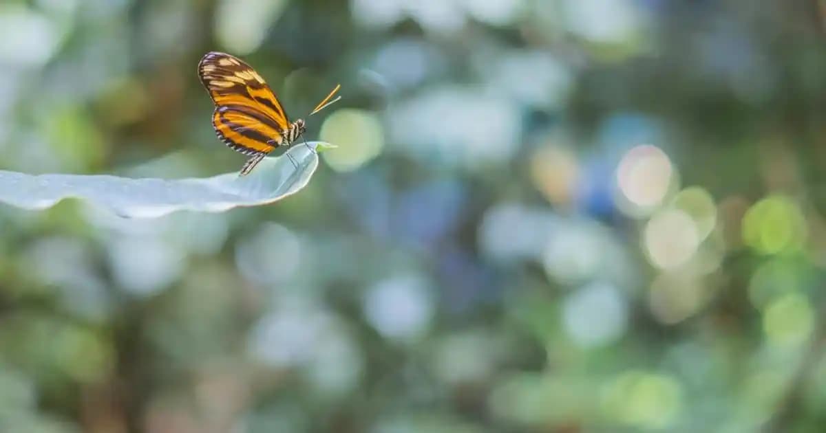 Doğal Yollarla Güçlendirilmiş ve Uzamış Kirpikler İçin En Etkili Bakım Yöntemleri