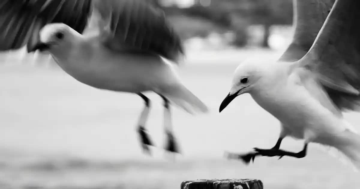 Dove Kadın Roll-On Deodorant: Günlük Kullanım İçin Güvenilir ve Etkili Çözüm