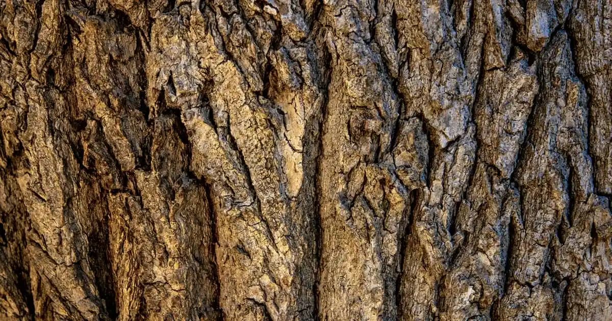 Dynavit Bromelain ve Krom Pikolinat Kombinasyonu: Sağlık ve Güzellik İçin Etkili Takviye