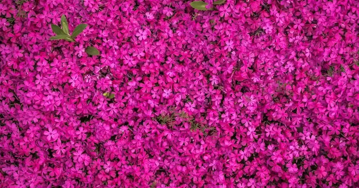 Elseve Nem ile Dolgunlaştıran Serum: Saçlara Hacim ve Nem Kazandıran Etkili Bakım Ürünü