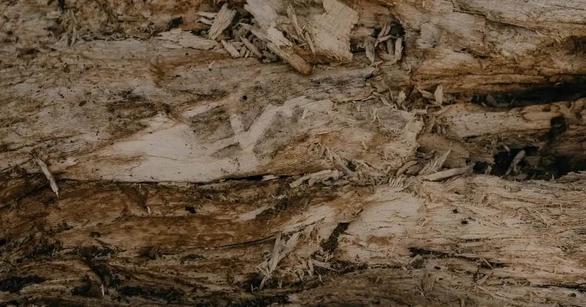 En Etkili Deodorant Seçimi: Günlük Hayatta Ferah ve Güvenli Kalmanın Yolları