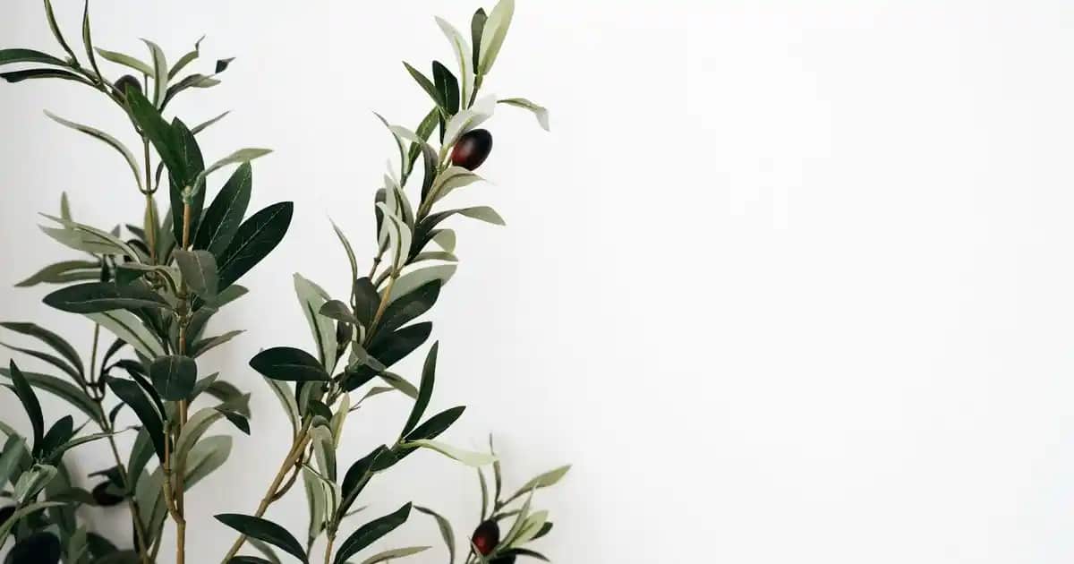 En İyi C Vitamini Kremi Seçenekleri ve Cilt Bakımında Sağladığı Faydalar