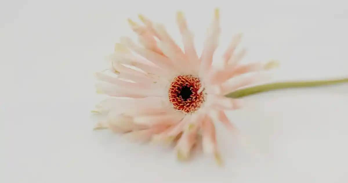 En İyi Diş Macunu Seçimi: Sağlıklı ve Parlak Bir Gülüş İçin Kılavuz