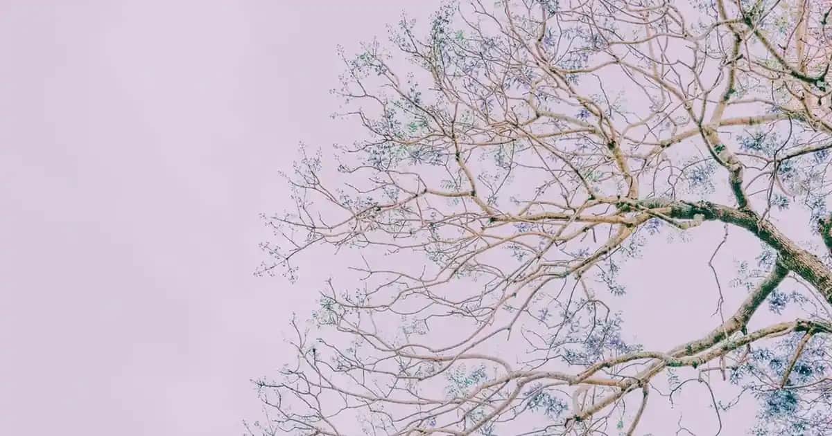 En İyi Kil Maskeleri: Doğal ve Etkili Cilt Bakım Seçenekleri Hakkında Kapsamlı Bilgi