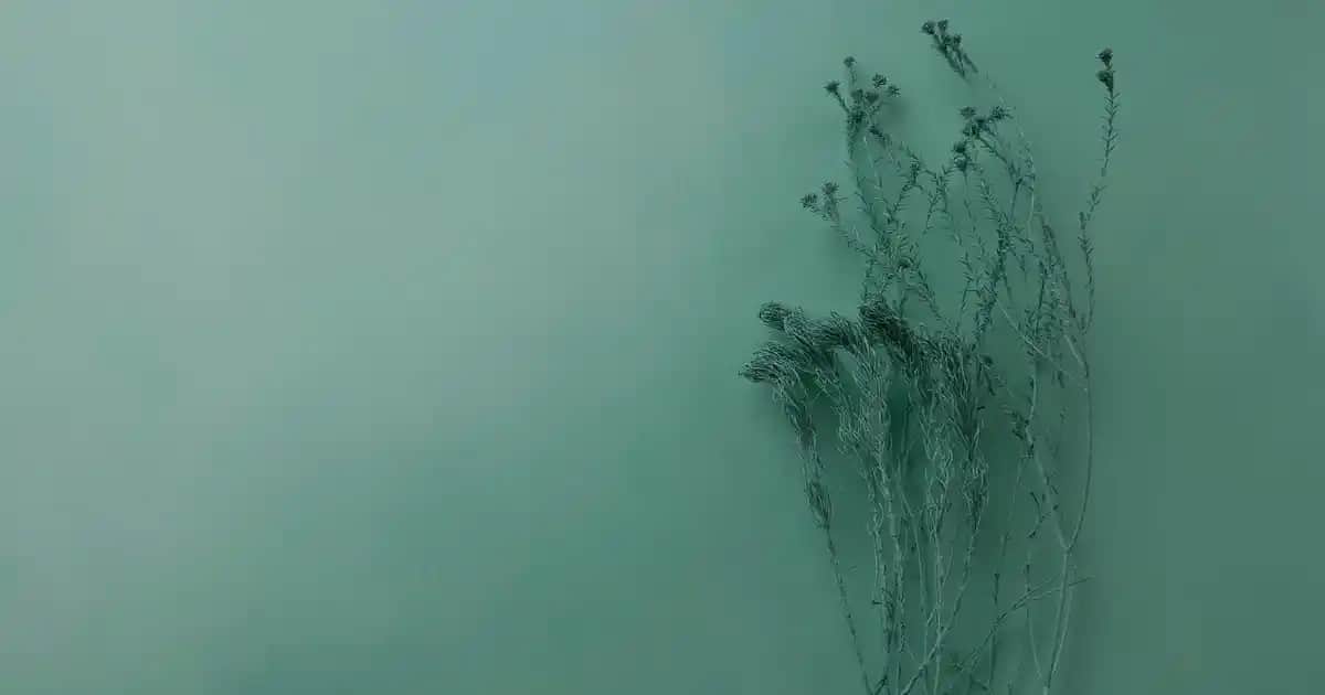 En İyi Kolajen Markaları ve Fiyatları: Cilt Sağlığınız İçin Gerekli Rehber