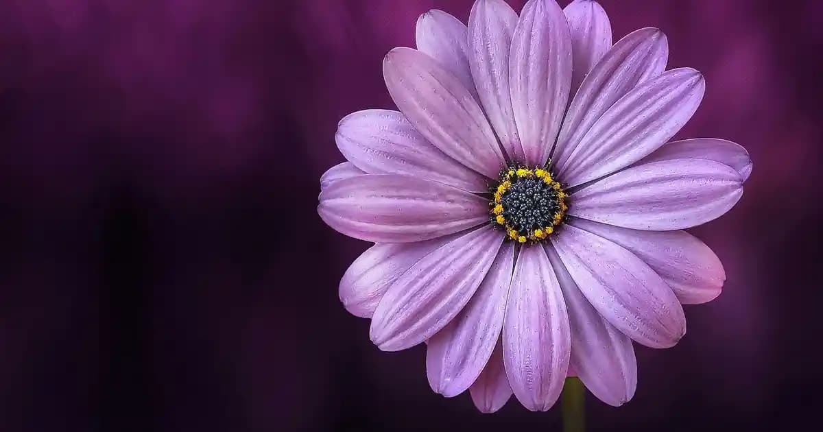 En İyi Vitamin Hapı Seçenekleri: Güzellik ve Sağlık İçin Doğru Takviye Rehberi