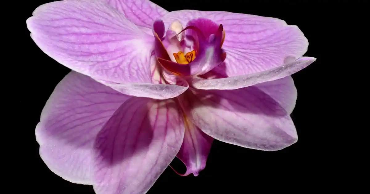 En İyi Wax Markaları ve Saç Tipine Uygun Kullanım İpuçları