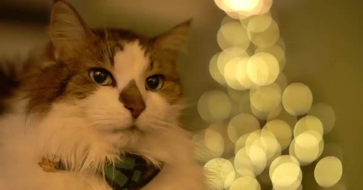 Erkekler İçin Nivea Kremleri: Güçlü ve Güvenilir Cilt Bakım Seçenekleri