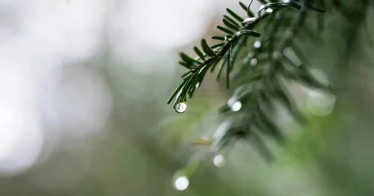 Eyüp Sabri Tuncer Hatıralar Kolonyası: Geleneksel ve Modern Kozmetik Trendlerinin Buluşması