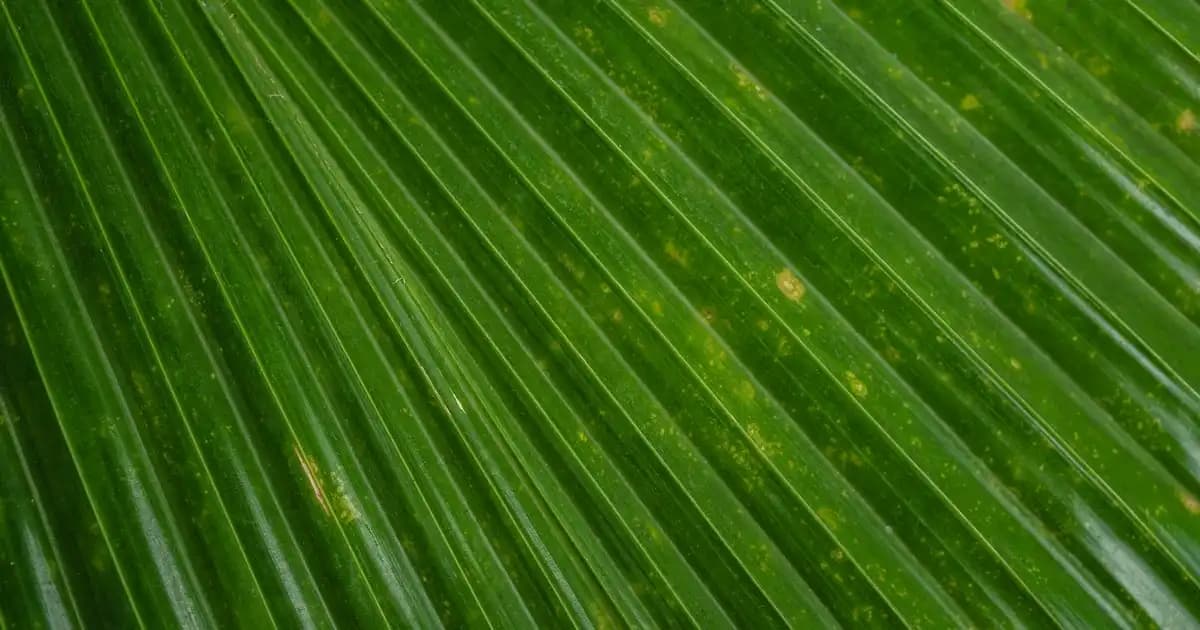 Farmasi Signor Onyx Erkekler İçin Kalıcı ve Gizemli Odunsu Parfüm Tanıtımı