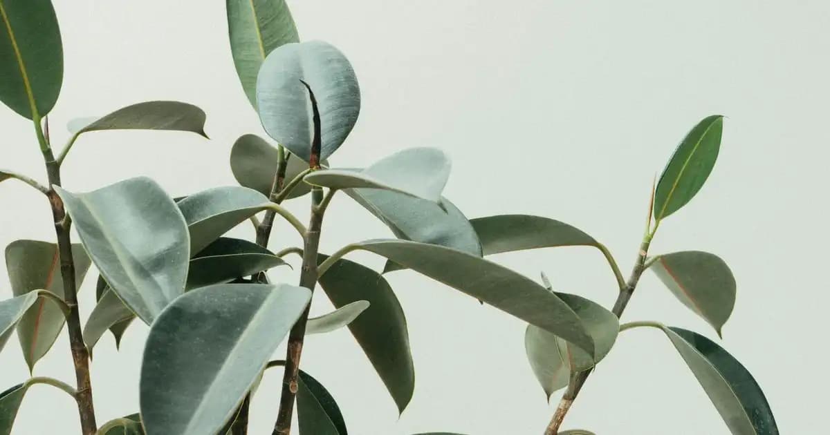 Filorga Kremleri: Cilt Yenileme ve Anti-Aging İçin Bilimsel ve Güçlü Çözümler