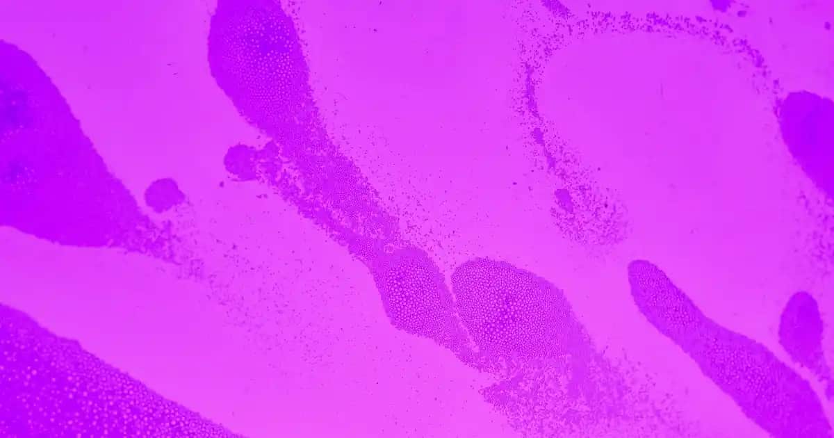 Flormar En Açık Pudra Renkleri ve Doğru Seçim İpuçları