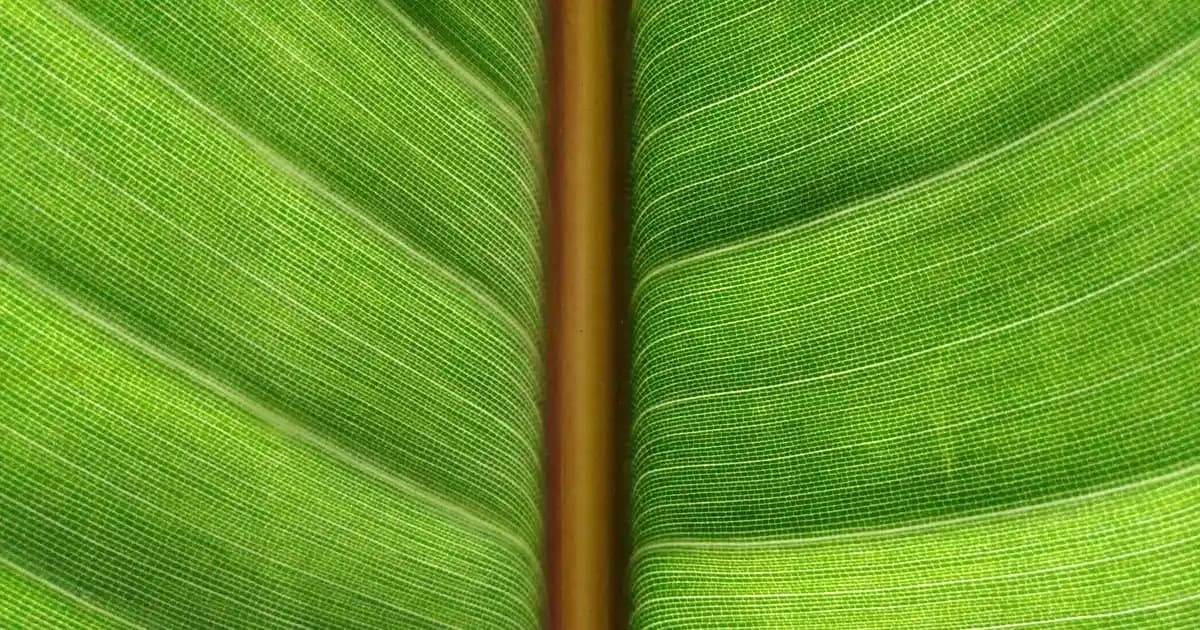 Garnier 50 Faktör Güneş Kremi: Yüksek Koruma Sağlayan Güvenilir Güneş Koruyucu Seçenekleri