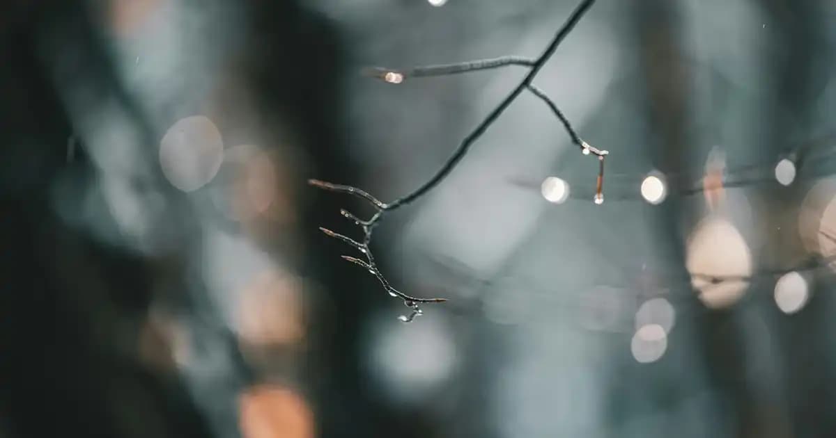 Ginkgo Biloba ve Kozmetik Kullanımı: Doğal Güzellik İçin Etkili Çözümler