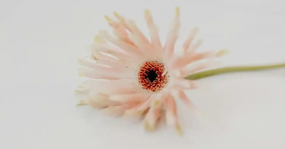 Golden Rose Lash Plumping Maskara: Hacim ve Uzunluk Sağlayan Kaliteli Kirpik Maskarası