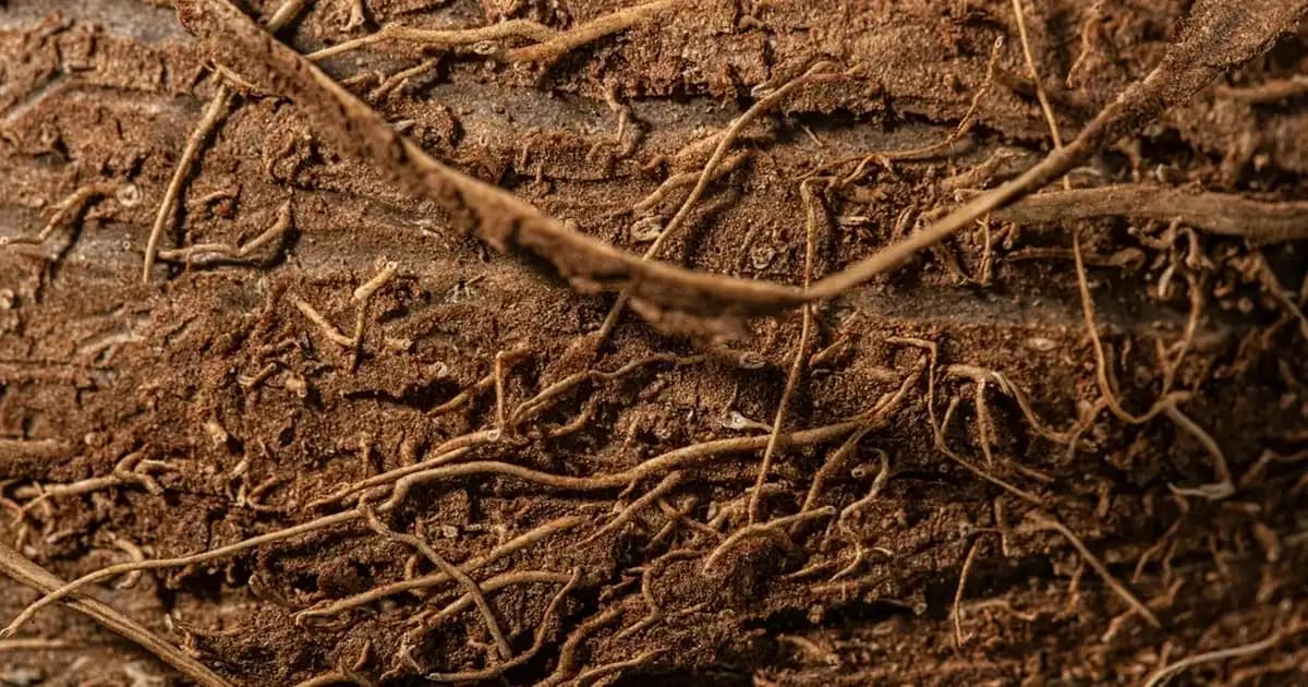 Hamilelikte Probiyotik Kullanımı Güvenli Mi ve Doğru Nasıl Kullanılır