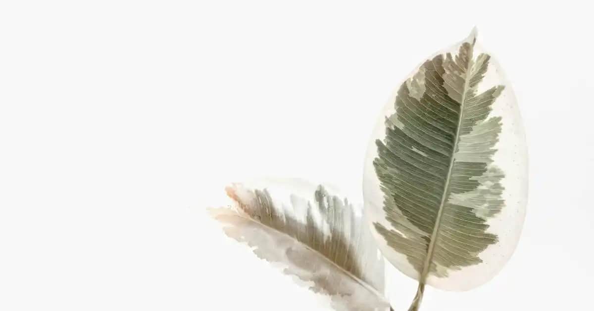 Hyaluronik Asit Tozu: Cilt Sağlığı ve Güzellikte Yenilikçi Bir Çözüm